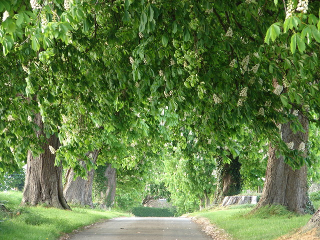 bodgonda nursery indore